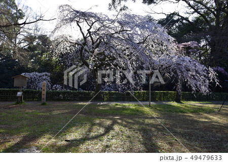 京都御苑 近衛邸跡の枝垂れ桜 京都御苑 近衛邸跡の枝垂れ桜 49479633