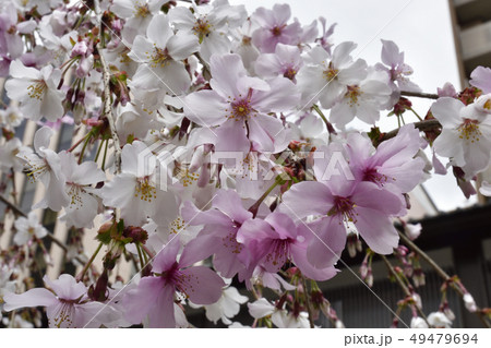 六角堂(頂法寺) 御幸桜 六角堂(頂法寺) 御幸桜 49479694