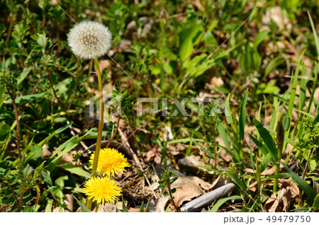 河川敷の風景 49479750