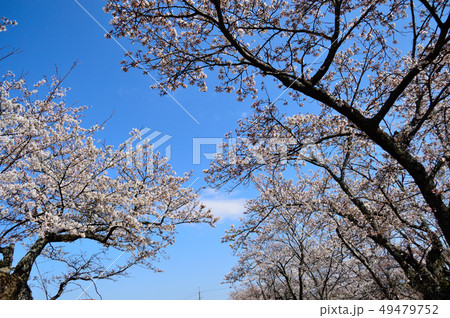 桜満開 49479752