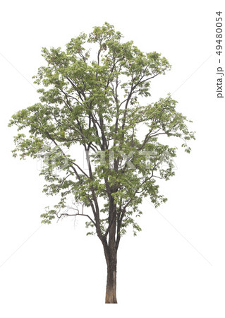 Tree isolated on white background. Burma padauk Tree isolated on white background. Burma padauk 49480054