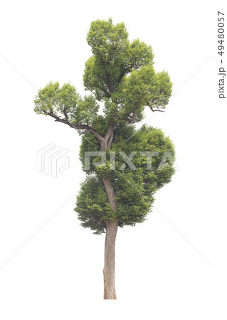 Tree isolated on white background. 49480057