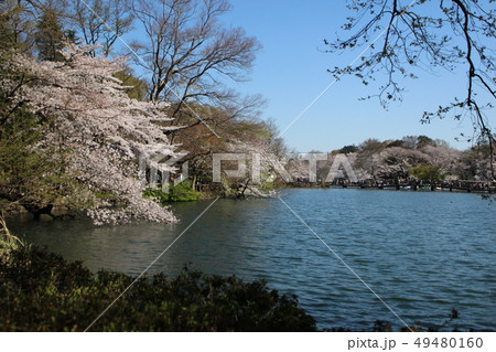 井の頭公園 井の頭公園 49480160