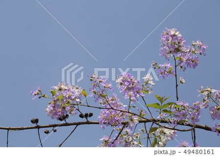 Flower in summer with space. Pride of India or Flower in summer with space. Pride of India or 49480161