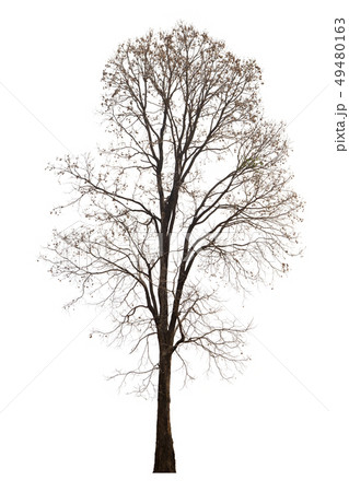 Dead tree with dry scene isolate on white Dead tree with dry scene isolate on white 49480163
