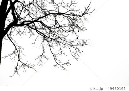 Dead branches , Silhouette dead tree or dry tree Dead branches , Silhouette dead tree or dry tree 49480165
