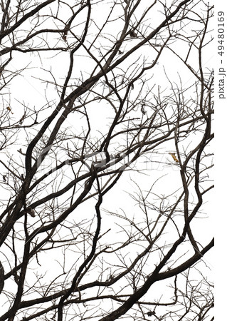 Dead branches , Silhouette dead tree or dry tree 49480169