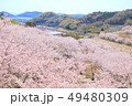 桜 49480309