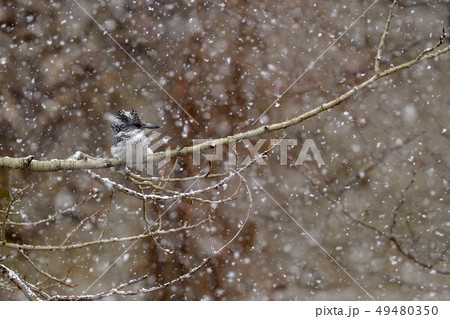 春の雪 春の雪 49480350