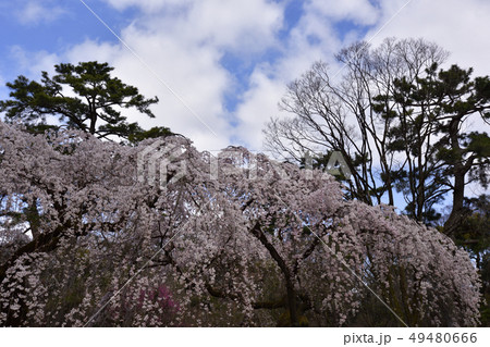 京都御苑 近衛邸跡の枝垂れ桜 京都御苑 近衛邸跡の枝垂れ桜 49480666