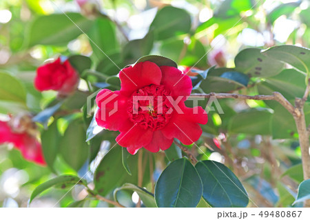 赤いベニカラコの椿の花 赤いベニカラコの椿の花 49480867
