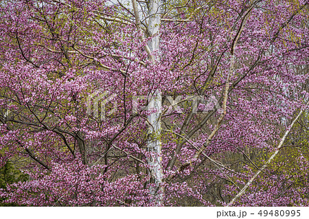 桜　白樺 49480995