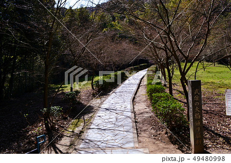 佐賀の観光スポット　武雄の大楠への小道 49480998
