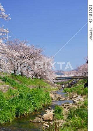 春うらら・奈良佐保の桜14 春うらら・奈良佐保の桜14 49481021