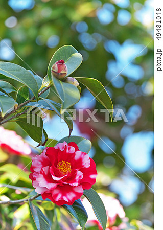 赤と白の混色のラセンゾメの椿の花 赤と白の混色のラセンゾメの椿の花 49481048