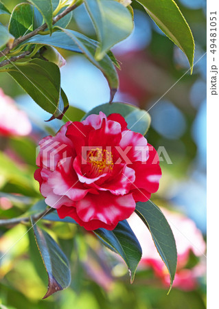 赤と白の混色のラセンゾメの椿の花の写真素材