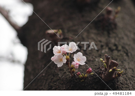 桜咲き始め拡大 49481184