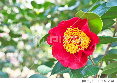 赤い光明の椿の花 赤い光明の椿の花 49481238