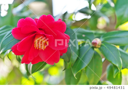 深紅の藤間の椿の花の写真素材