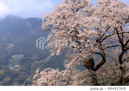 ひょうたん桜（高知県） 49481569