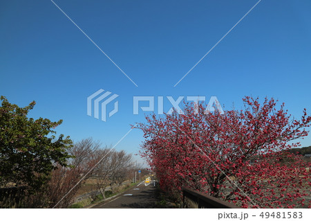 つくば霞ヶ浦りんりんロード、筑波駅近くから筑波山を望む 49481583