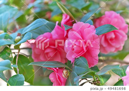 ピンクの百路菊の花(椿) ピンクの百路菊の花(椿) 49481698