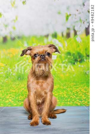 Puppy sitting on a blue wooden table 49482182