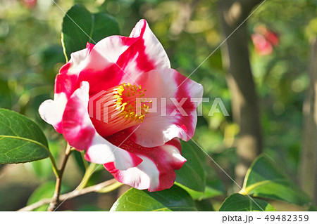 白と赤の交じり合ったツバキの花 蜀紅 の写真素材