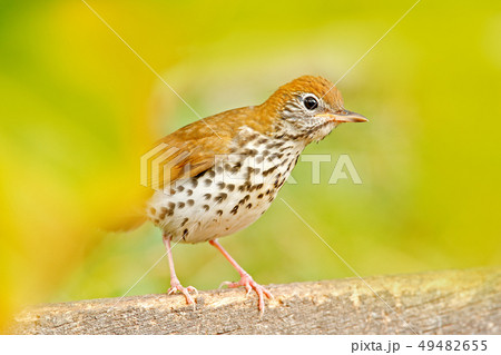 Song wood thrush, Hylocichla mustelina 49482655