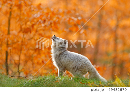 Arctic polar fox running in orange autumn leaves Arctic polar fox running in orange autumn leaves 49482670