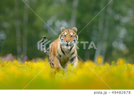 Siberian tiger in beautiful habitat Siberian tiger in beautiful habitat 49482678