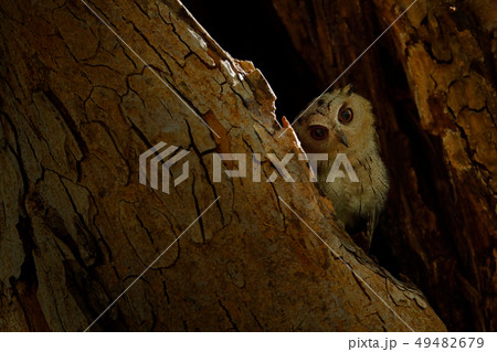 Indian scops owl, Otus bakkamoena Indian scops owl, Otus bakkamoena 49482679