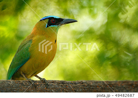 Bird, tropic nature. Blue-crowned Motmot Bird, tropic nature. Blue-crowned Motmot 49482687