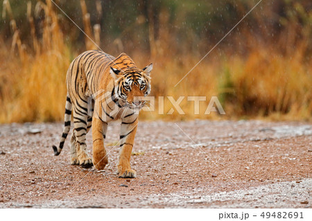 Tiger walking on the gravel road. Wildlife India 49482691