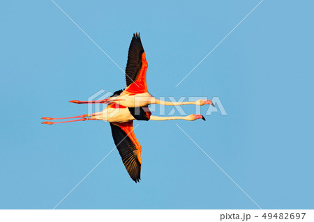 Flying pair of nice pink big bird Greater Flamingo Flying pair of nice pink big bird Greater Flamingo 49482697