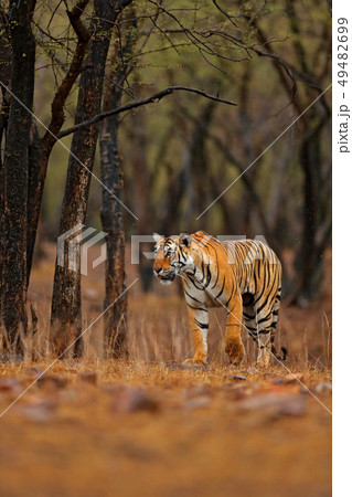 Indian tiger with first rain, wild danger animal 49482699