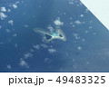 バタフライアイランド 49483325