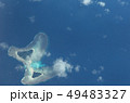 バタフライアイランド 49483327