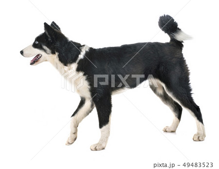 young Yakutian Laika young Yakutian Laika 49483523