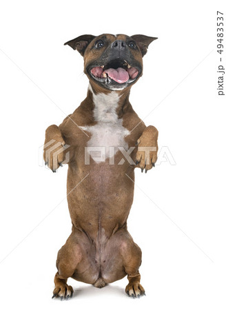 staffordshire bull terrier 49483537