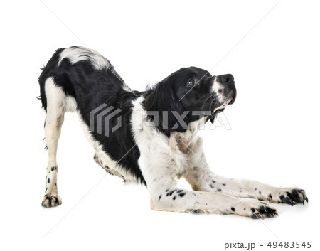 brittany dog in studio 49483545