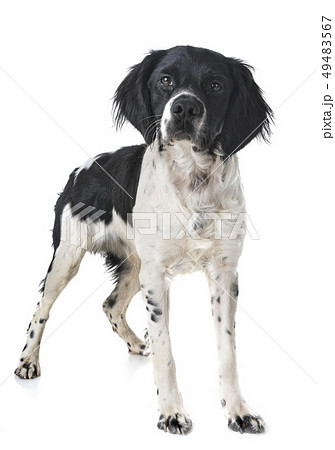 brittany dog in studio brittany dog in studio 49483567