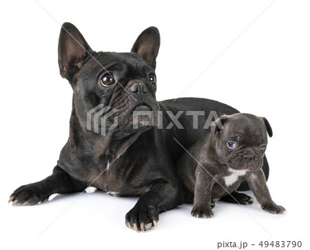 family french bulldog family french bulldog 49483790