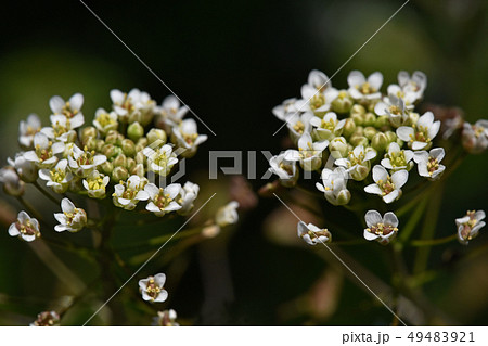 ナズナ（ペンペン草） 49483921