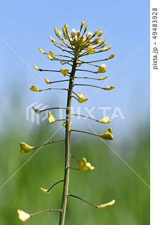 ナズナ（ペンペン草） 49483928