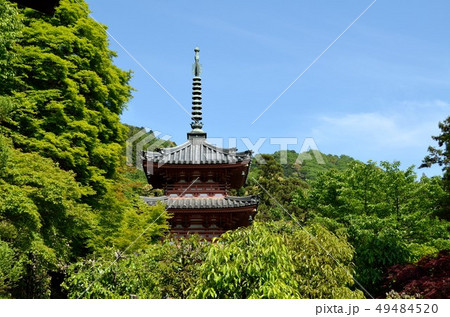 京都：春の三室戸寺　三重塔 49484520