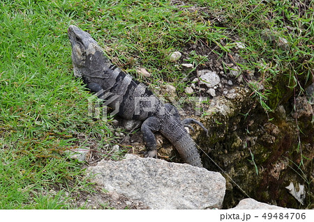 Beautiful iguana that lives in the jungle of Mexic 49484706