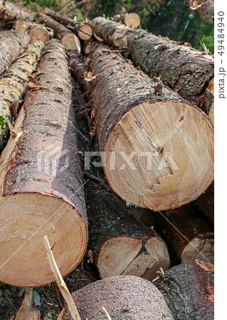 thick trunk long rough rough bent end of tree thick trunk long rough rough bent end of tree 49484940