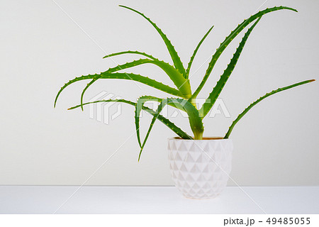 Aloe vera plant isolated on white. 49485055