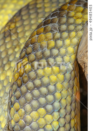 close up Moluccan Python snake skin 49485403